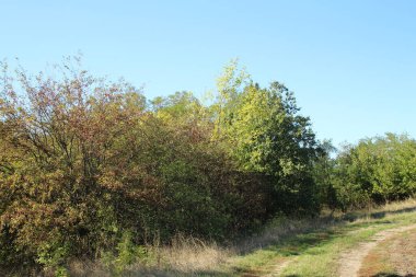 Doğanın güzel manzarası