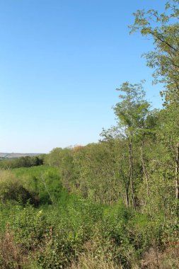 Ormanda yeşil ağaçlar