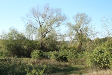 Ormandaki yeşil çimenlikteki ağaçlar
