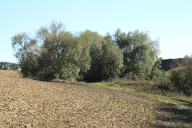 sonbahar ormanda manzara