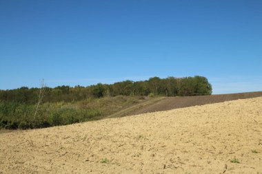 Bir Buğday Tarlası.