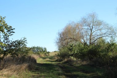 Ormanda patikası olan güzel bir manzara.