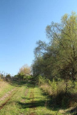 Güzel bir manzara Ağacı ve mavi gökyüzü
