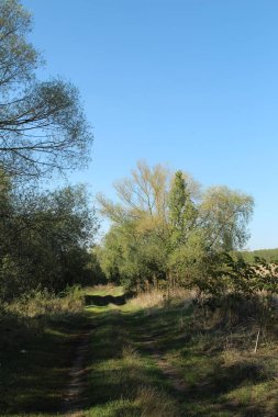 Ağaçlar ve otlarla dolu güzel bir tarla.