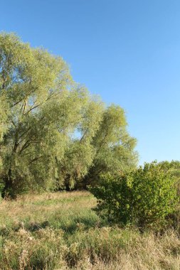 yeşil ağaçlar tarlada.