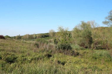 Güzel bir manzara Ağacı ve mavi gökyüzü