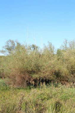 Çöldeki kuru bitkiler