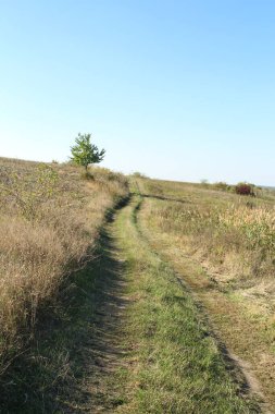 Ormana giden yol.