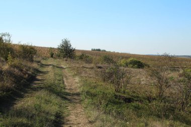 Parktaki sonbahar tarlası