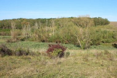 Ormanda sonbahar manzarası