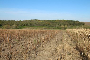 kuru ot ve mavi gökyüzü