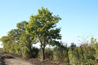 Güneşli bir günde ormandaki güzel ağaçlar
