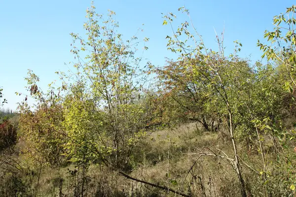 Ağaçlar ve yapraklarla dolu sonbahar manzarası