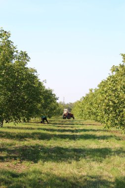 Ağaçlı elma bahçesi