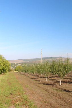 Yeşil tarlaları ve mavi gökyüzü olan güzel yaz manzarası