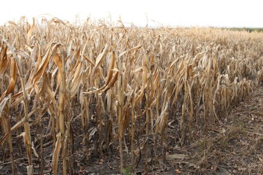 Mısır tarlası, olgun mısır