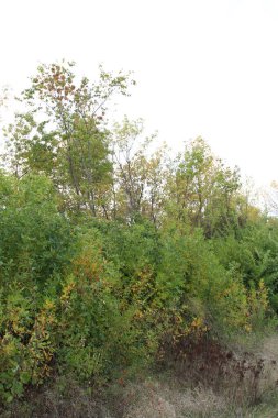 Dağlardaki güzel orman