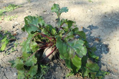 Bahçedeki yeşil bitki