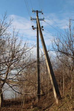 Elektrik direkleri bir ağacın kenarında.