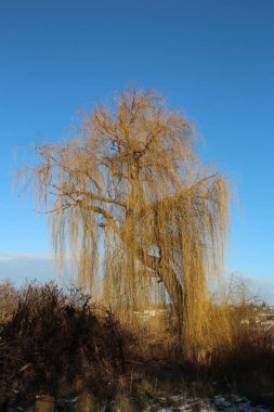 Karla kaplı ağaçlarla kaplı güzel kış manzarası