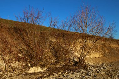 Sonbahar mevsiminde kuru ağaç.