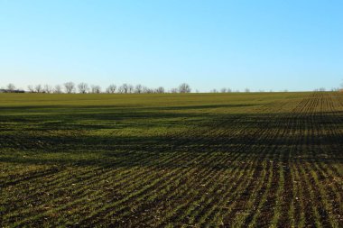 mavi gökyüzü, yeşil tarlalar ve ağaçlarla dolu bahar manzarası