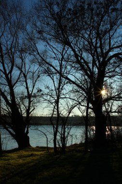 Kışın ağaçlar ve göl