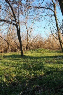 yeşil çim alan Park