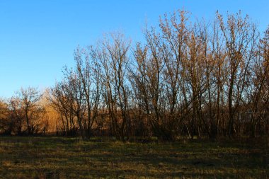 Sonbaharda gün batımında ağaçların güzel bir görüntüsü.