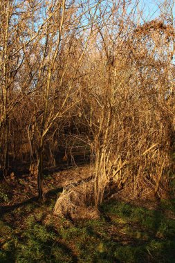 Ormanda yaprakları olan ağaçlar