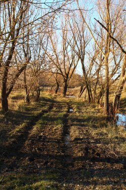 Ormandaki nehir manzarası