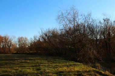 Ormanın güzel manzarası