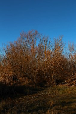 Sonbahar ormanı ve mavi gökyüzü