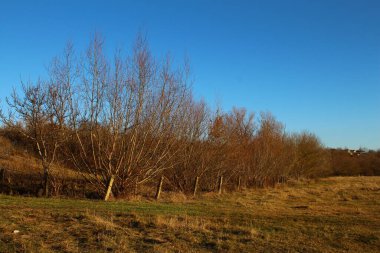 Ağaçlarla, ormanlarla ve gökyüzüyle güzel sonbahar manzarası