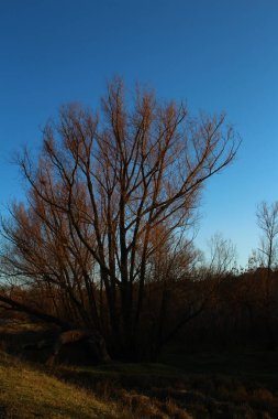 Ağacı olan güzel bir manzara