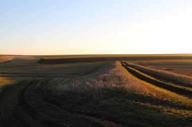 Baharın başında buğday tarlası