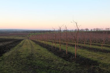Baharın başı. İlkbaharın başlarında ağaçlar.