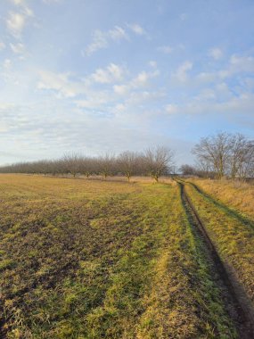 Ormandaki güzel sonbahar manzarası.