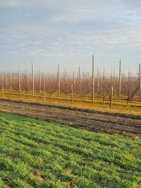 Üzüm bağının güzel manzarası