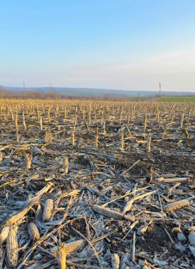 Ormanda kurumuş otların olduğu ölü bir yer.