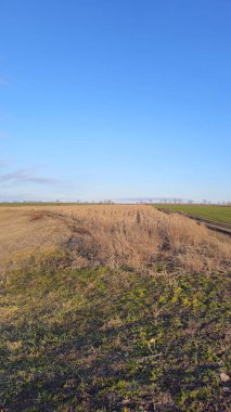 Büyük ve küçük buğdaylı güzel bir tarla.