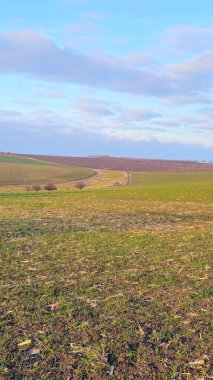 yeşil tarla ve mavi gökyüzü