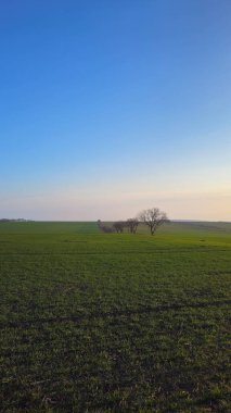 Ağaçlı yeşil bir tarlanın güzel bir görüntüsü.
