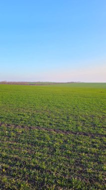 Yeşil buğdaylı ve tarlalı güzel bir manzara.