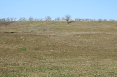 Büyük ağaçlı yeşil bir tarla manzarası
