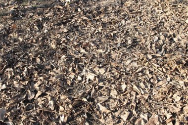 Ormana düşen kuru kahverengi yapraklar.