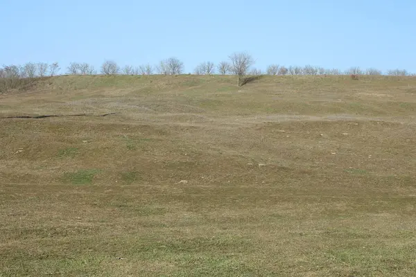 Büyük ağaçlı yeşil bir tarla manzarası