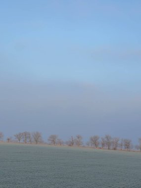 Ormanın güzel manzarası