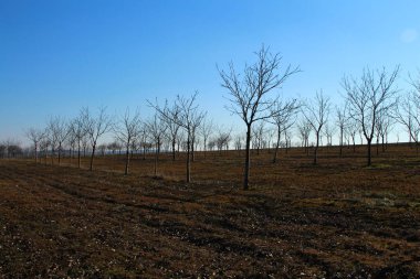 Bahar ağaçları Park