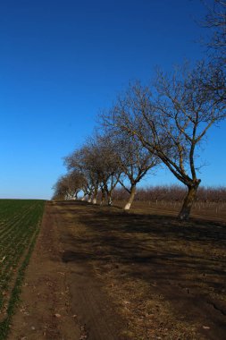 Ağaçları ve mavi gökyüzü olan bir tarla